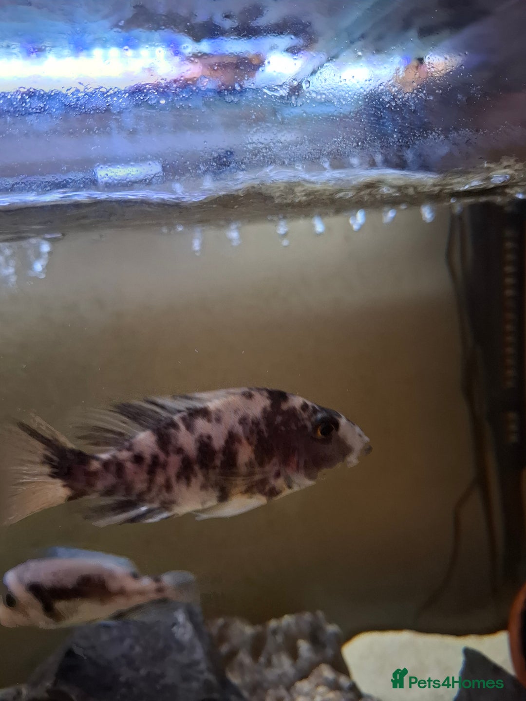 Cichlids fish for sale: Tropical fish  - Advert 6