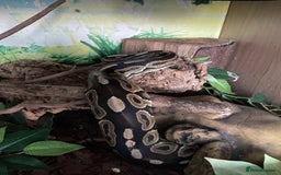 Python Snake reptiles for sale: Gorgeous Cinnamon royal python - Image 5