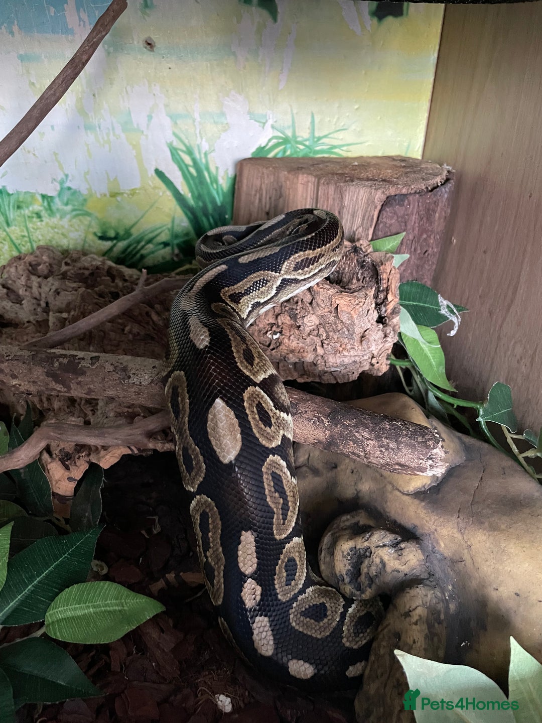 Python Snake reptiles for sale: Gorgeous Cinnamon royal python - Image 5