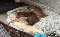 British Shorthair cats for sale: Beautiful litter of british shorthair kittens  - Image 4