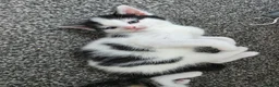 Mixed Breed cats for sale: Our beautiful kittens are now ready  - Advert 4