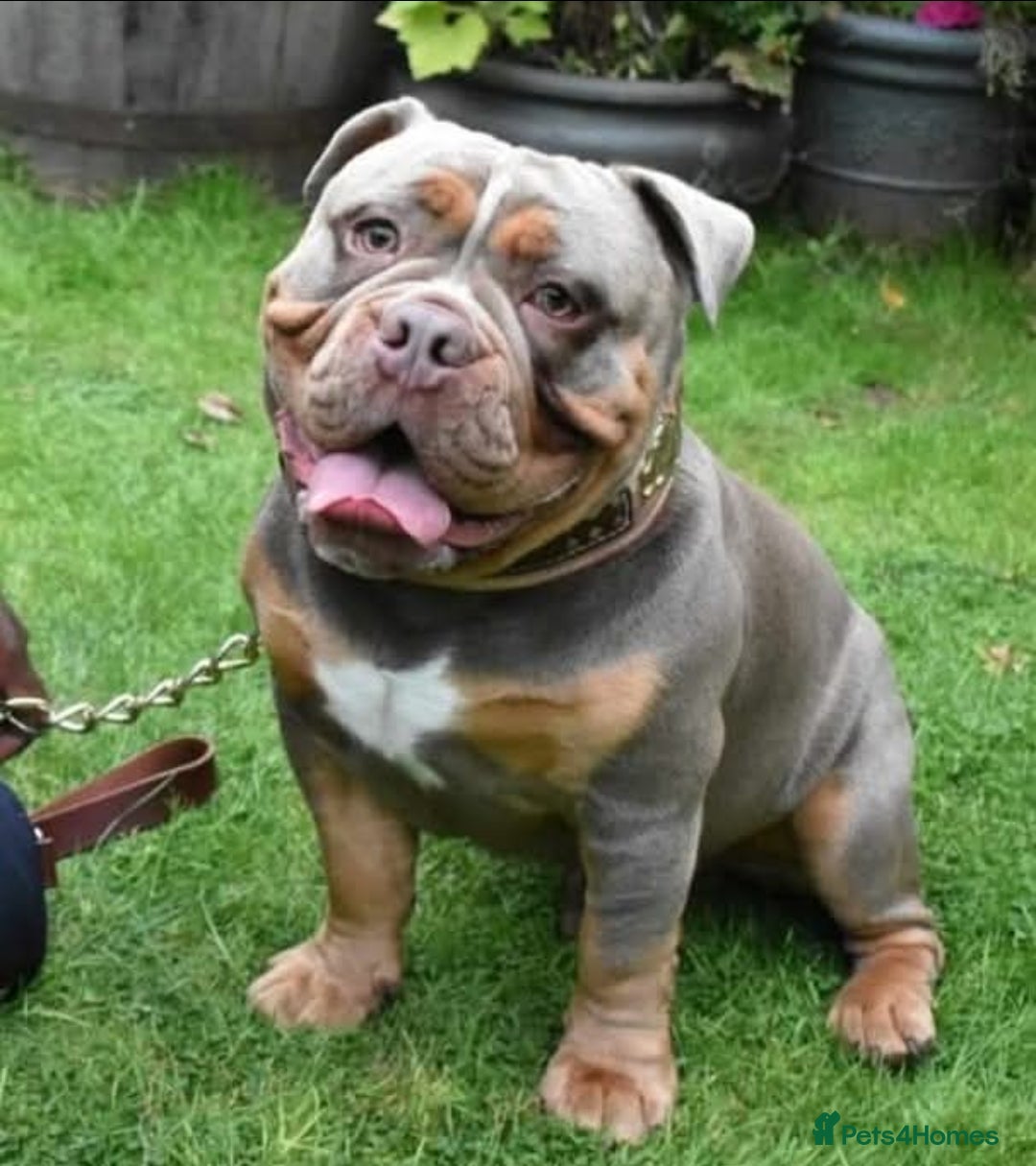 Olde English Bulldogge dogs NEBBR REGISTERED OLDE ENGLISH BULLDOGGE STUD in Worcester - Advert 1
