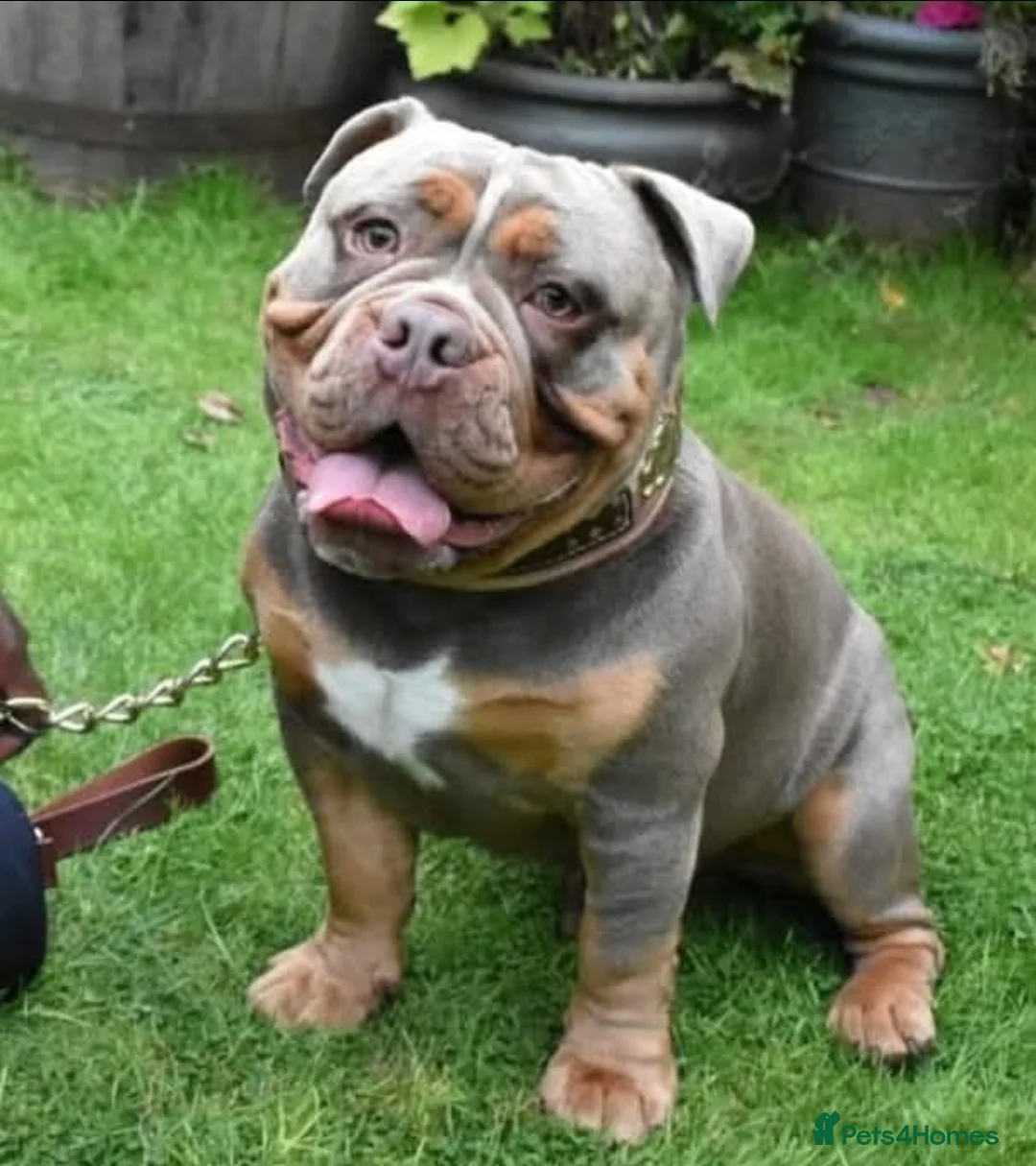 Olde English Bulldogge dogs for stud: NEBBR REGISTERED OLDE ENGLISH BULLDOGGE STUD in Worcester - Advert 1