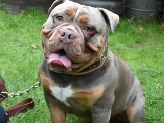 Olde English Bulldogge dogs NEBBR REGISTERED OLDE ENGLISH BULLDOGGE STUD in Worcester - Advert 4