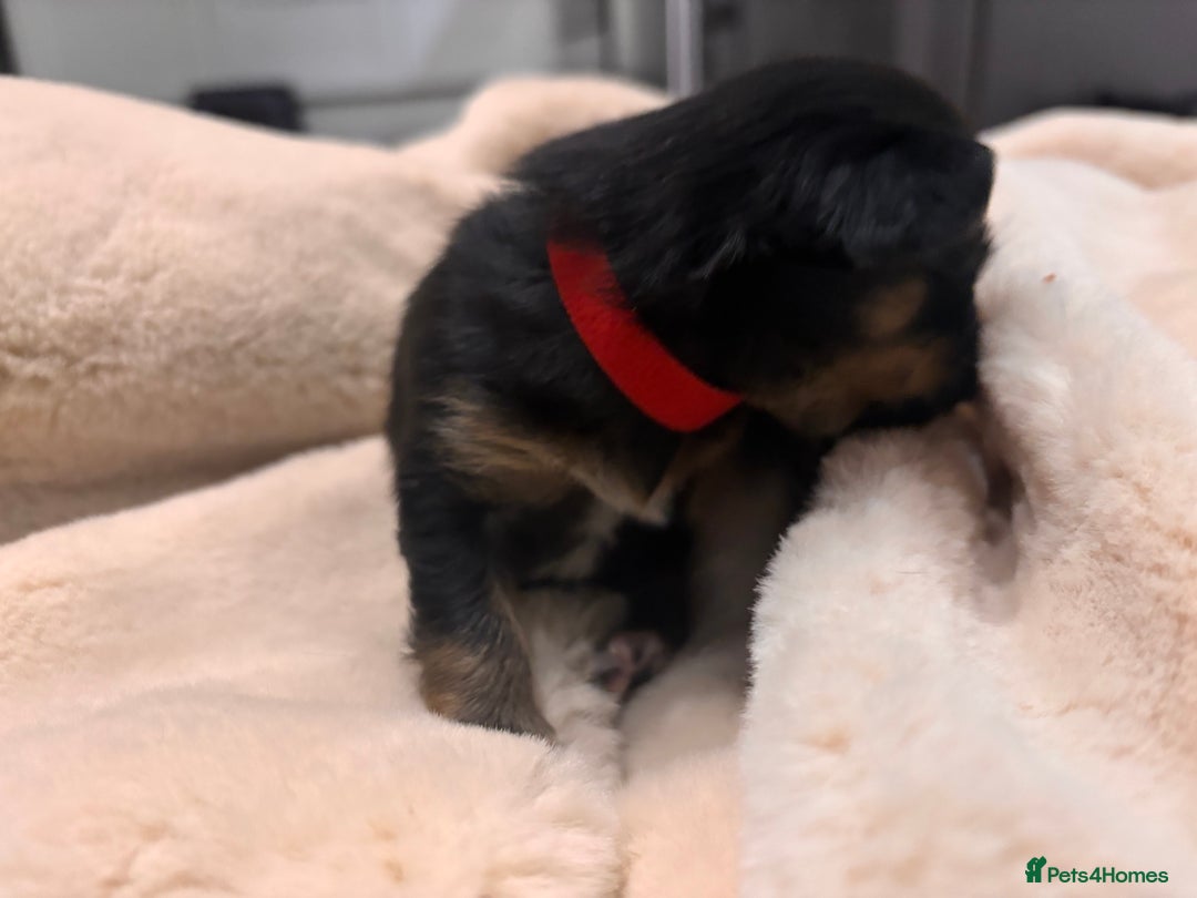 Mixed Breed dogs for sale: Jackawawa - Image 28
