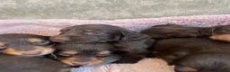 Cocker Spaniel dogs for sale: 7 Chocolate & Tan Cocker Spaniel Pups  - Advert 12