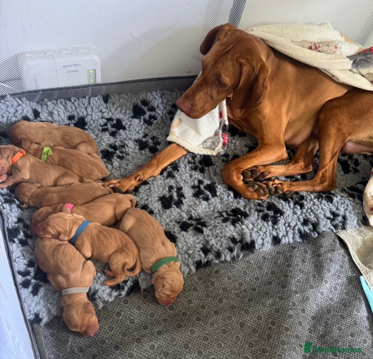 Hungarian Vizsla dogs Hungarian Vizsla Puppy 14 weeks old  - Advert 4