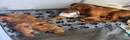 Hungarian Vizsla dogs for sale: Hungarian Vizsla Puppy 14 weeks old  - Advert 2