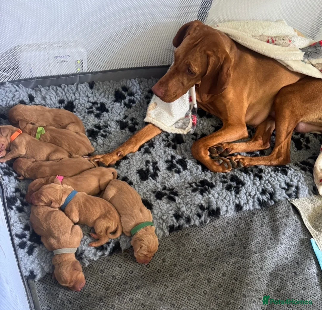 Hungarian Vizsla dogs for sale: Hungarian Vizsla Puppy 14 weeks old  - Advert 2