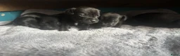 Patterdale Terrier dogs for sale: Patterdale terrier puppies  - Advert 9