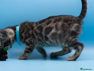 Bengal cats Beautiful TICA Registered Bengal Kittens - Advert 9