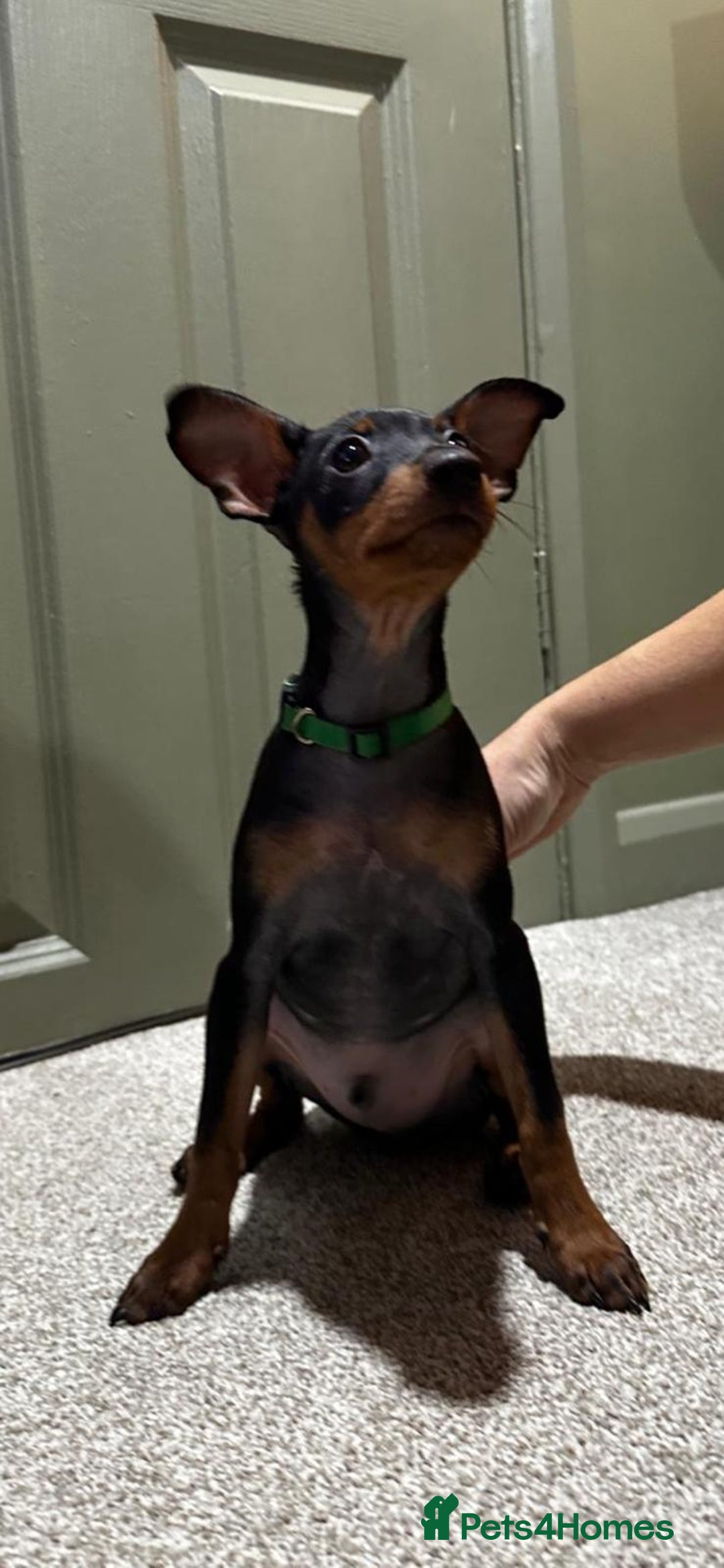 Miniature Pinscher dogs for sale: Stunning Miniature Pinscher Boy 💕 - Advert 7