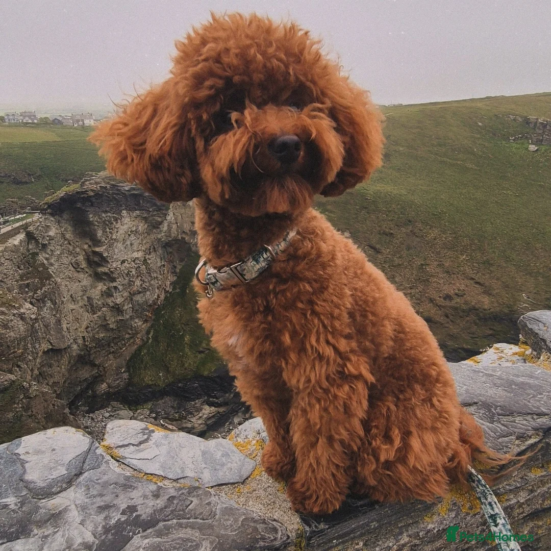 Toy Poodle dogs for stud: Handsome K.C Reg Red Toy poodle stud! - Advert 9