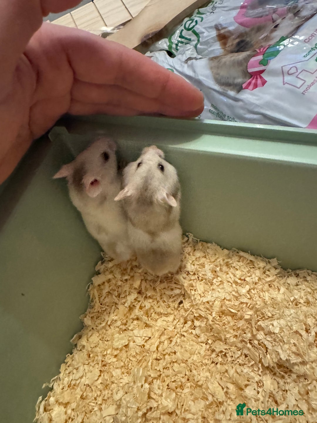Hamster rodents for sale: Baby hamsters  - Advert 1
