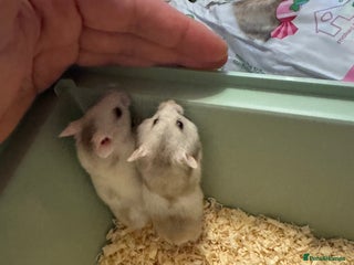 Hamster rodents Baby hamsters - Advert 1