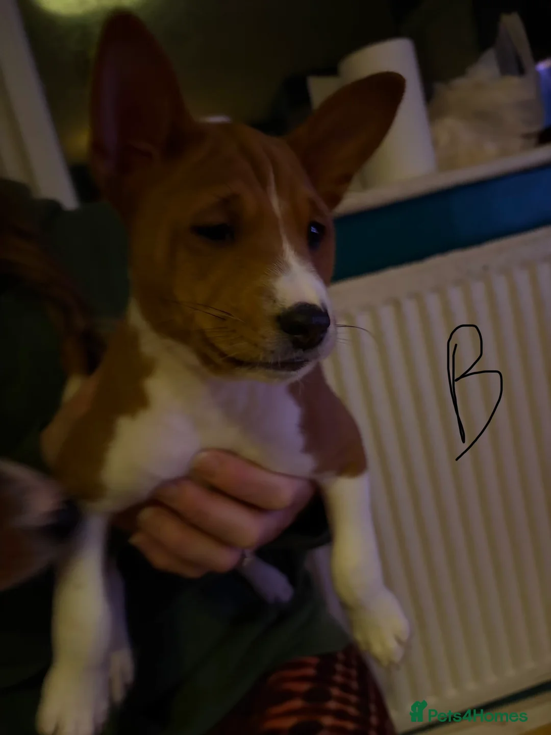 Basenji dogs for sale: 4 remaining basenji puppies left pure basenji  - Advert 9