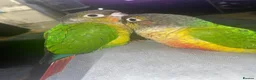 Conures birds for sale: 2x Conures for sale in Cambridge - Advert 2