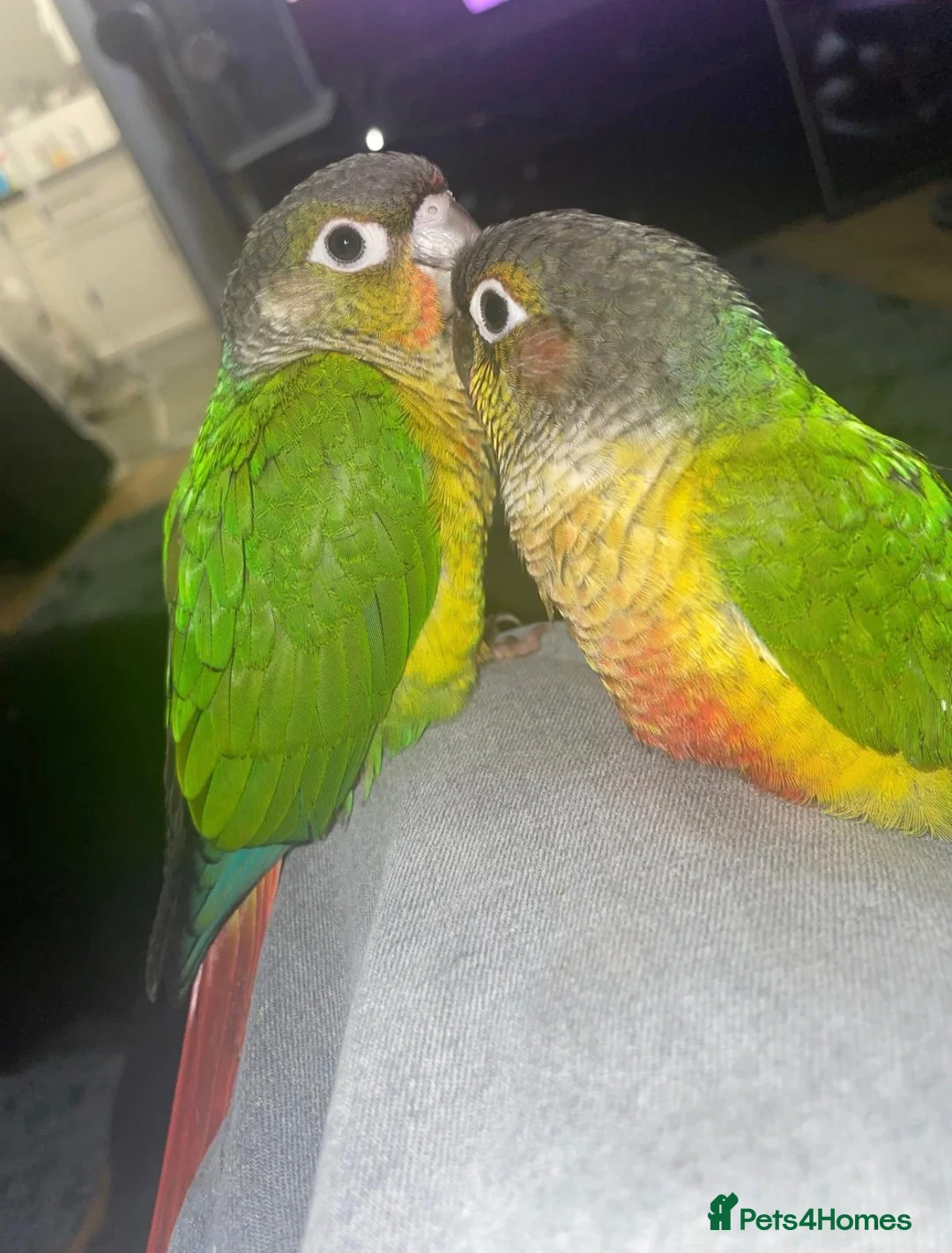 Conures birds for sale: 2x Conures for sale in Cambridge - Advert 2