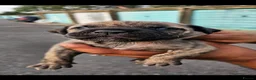 Presa Canario dogs for sale: Presa canario puppies in Solihull - Advert 10