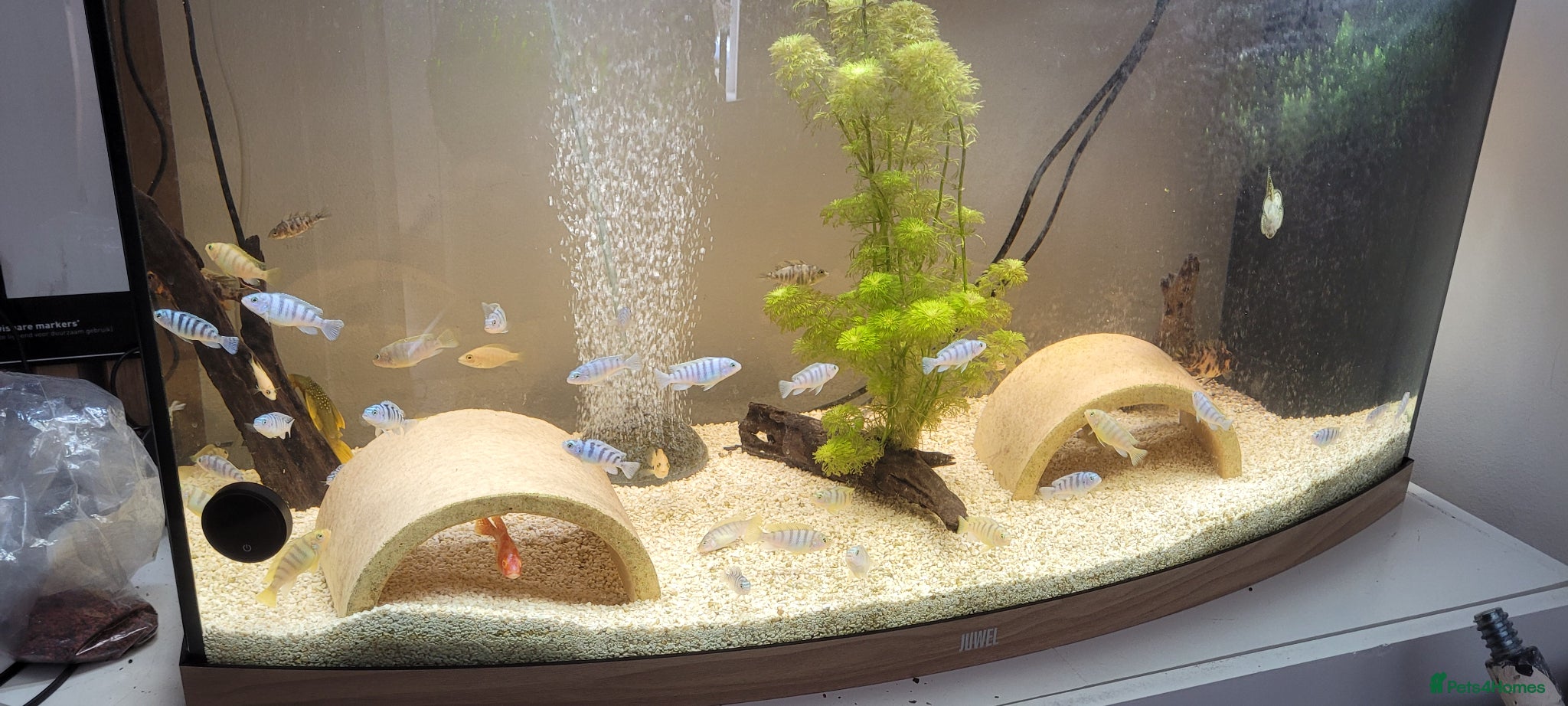 Cichlids fish Lombardi african cichlids and red fire cichlids - Advert 15
