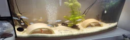 Cichlids fish for sale: Lombardi african cichlids and red fire cichlids in Accrington - Advert 1