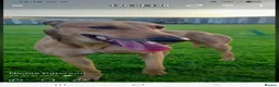Lurcher dogs for sale: Alaunt x bullgrey lurchers in Dunfermline - Advert 1