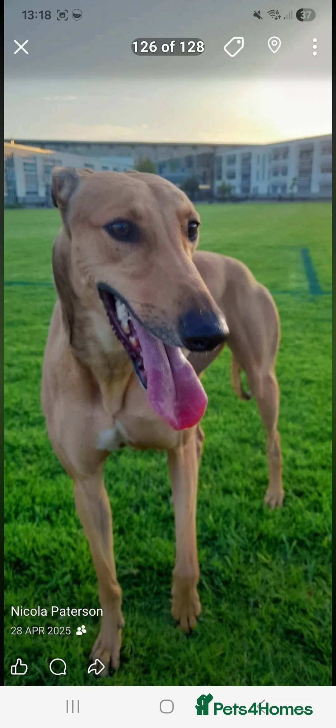 Lurcher dogs for sale: Alaunt x bullgrey lurchers in Dunfermline - Advert 1