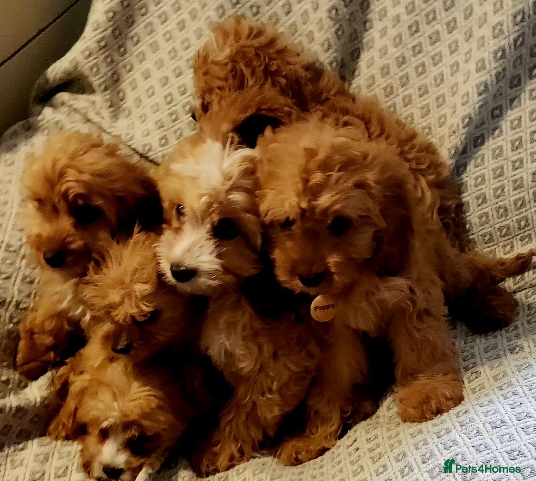 Cavapoo dogs for sale: Toy Cavapoo Puppies Looking for Forever Homes!! - Image 10