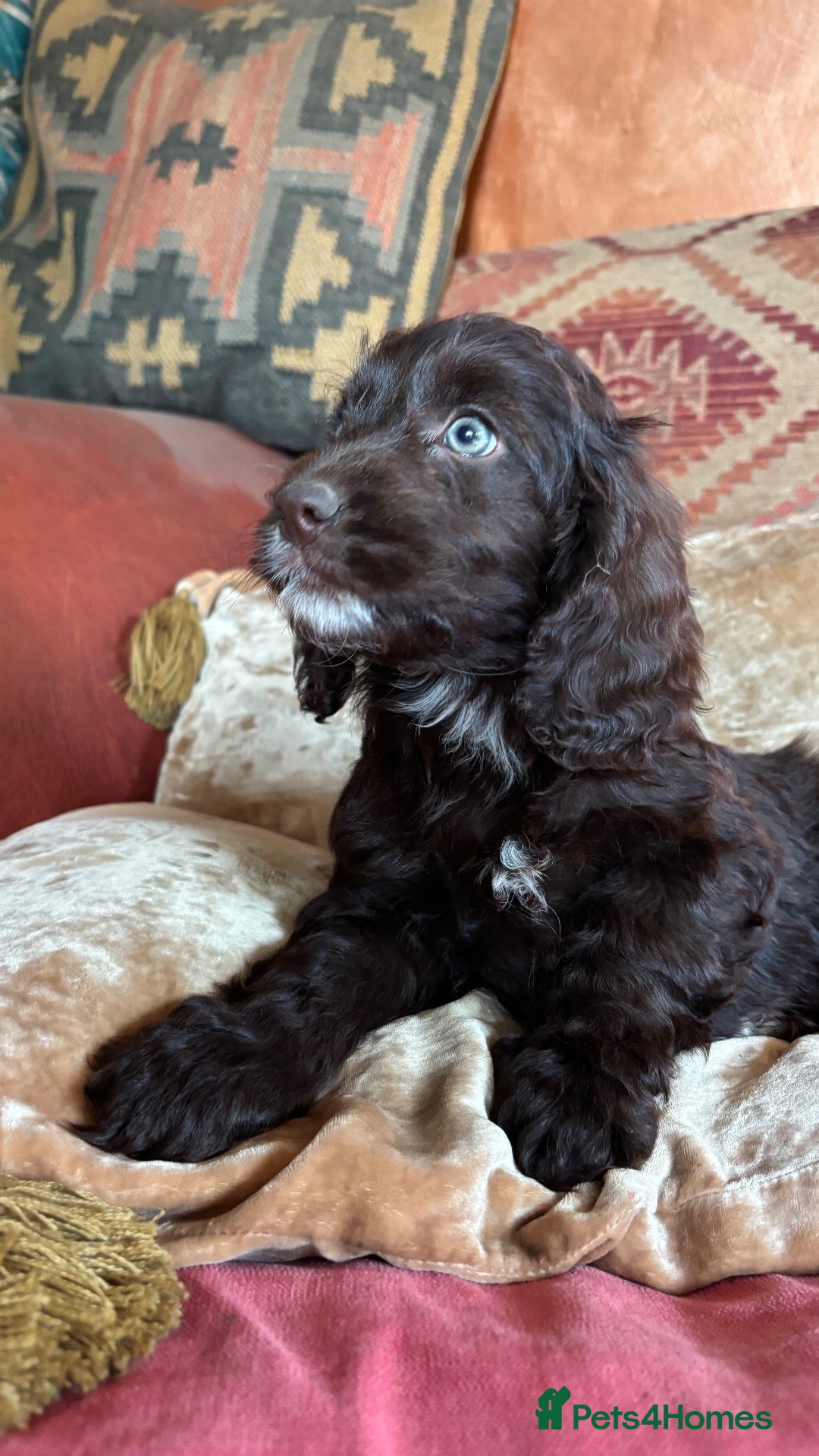 Cockapoo dogs 🩷💙Adorable small Cockapoo pups 🩷💙 - Advert 1