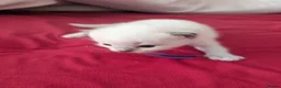 Ragdoll cats for sale: 6 beautiful ragdoll kittens  - Advert 9