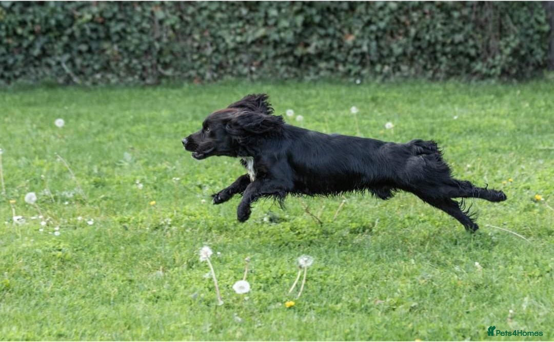 Cocker Spaniel dogs for stud: Health Tested Kc Registered Cocker Spaniel in Maidstone - Advert 2