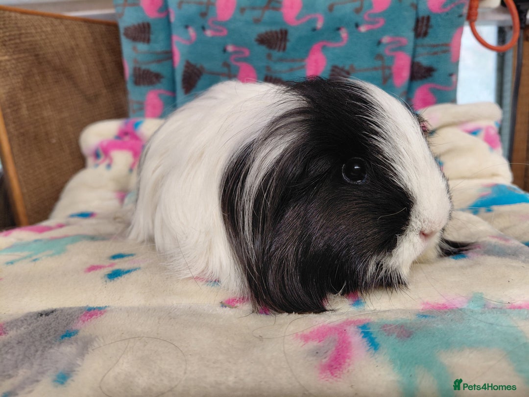 Guinea Pig rodents for sale: Baby Longhaired/ Longhaired Retired Young Adults. - Advert 19