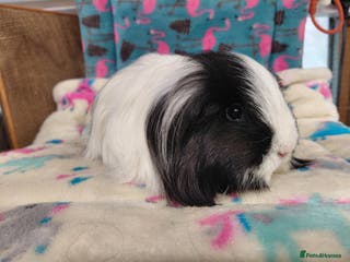 Guinea Pig rodents Baby Longhaired/ Longhaired Retired Young Adults. - Advert 15