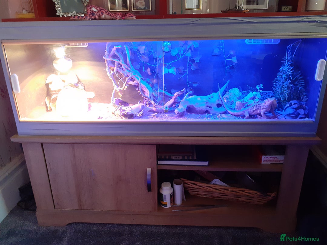Bearded Dragon reptiles for sale: 1 male bearded dragon, with vivarium & full set up - Image 2
