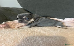 French Bulldog dogs for sale: 💙 French bulldog pups kc reg lilac and tan   - Image 4
