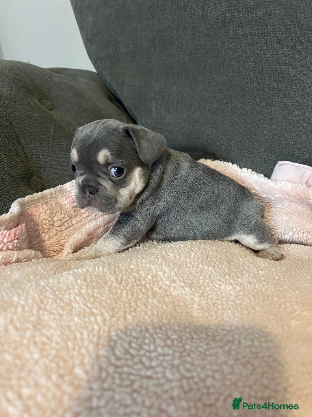 French Bulldog dogs for sale: 💙 French bulldog pups kc reg lilac and tan   - Image 4