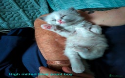 Ragdoll cats for sale: Stunning GCCF Registered Heart Melting Affection - Image 29