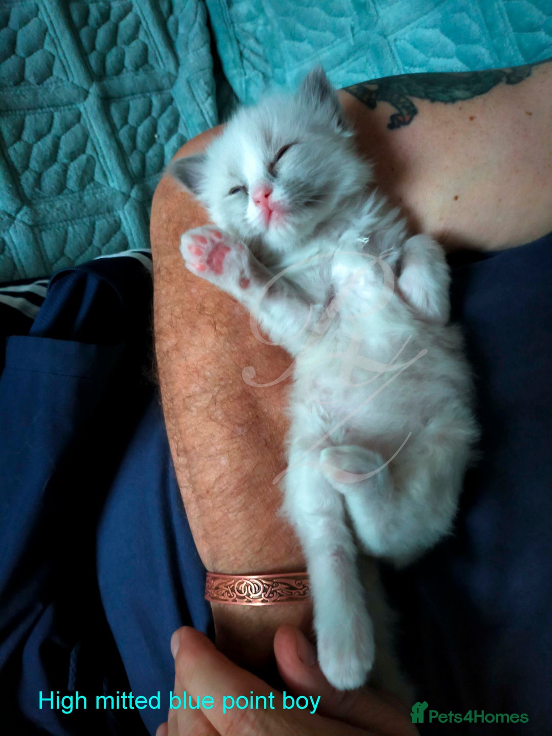 Ragdoll cats for sale: Stunning GCCF Registered Heart Melting Affection - Image 29