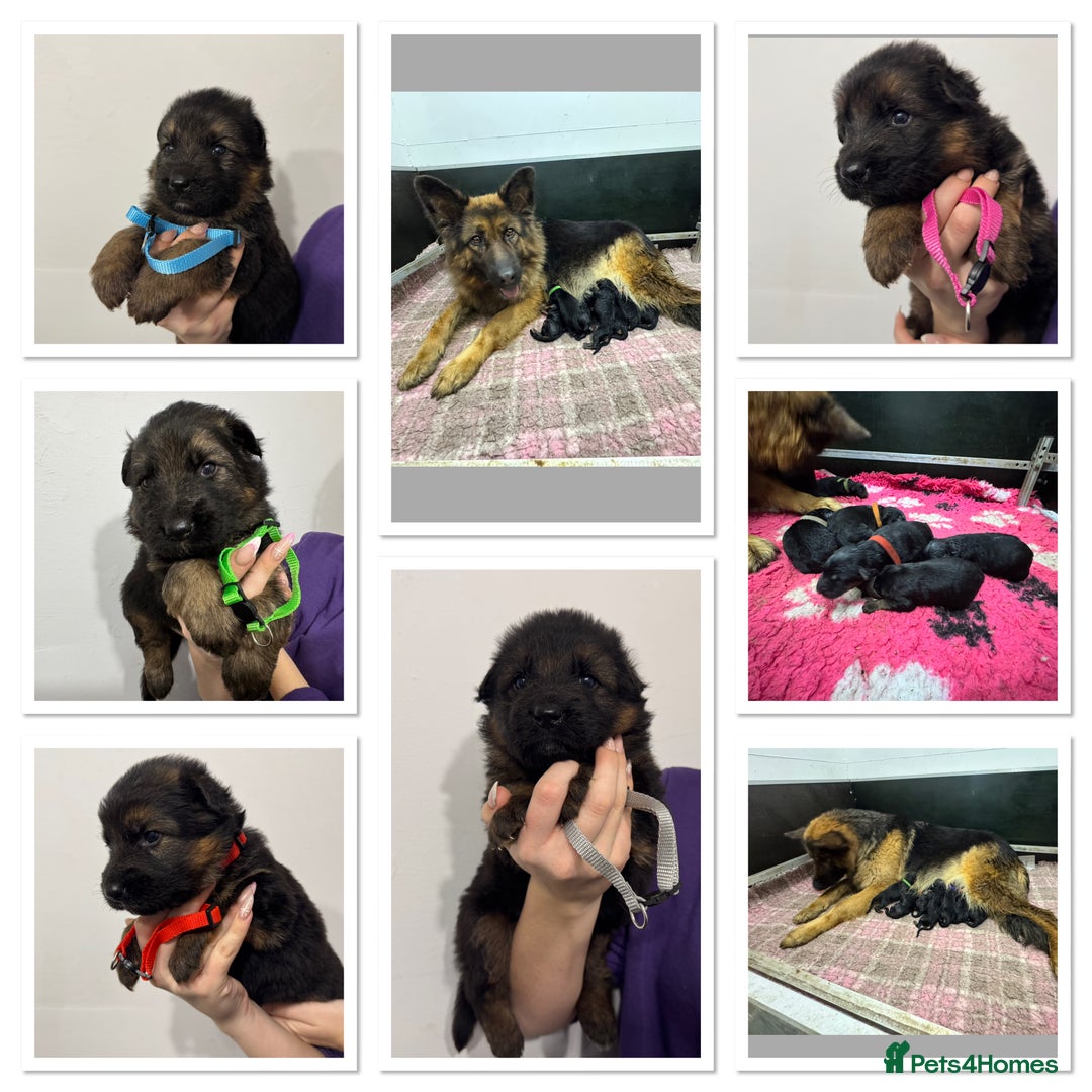 German Shepherd dogs for sale: KC REG Long coated German Shepherd puppies  - Advert 3