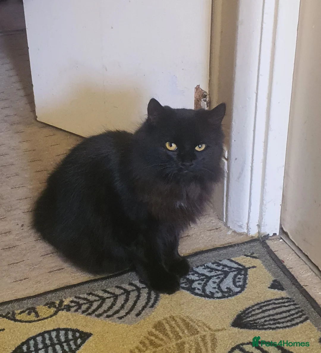 Domestic Shorthair cats for sale: General Information About Pet in Reading - Advert 1