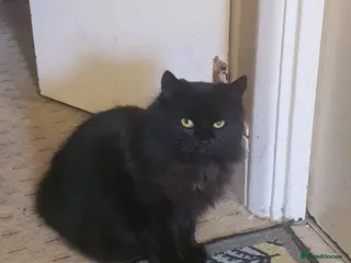 Domestic Shorthair cats General Information About Pet - Advert 17