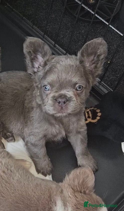 French Bulldog dogs Last boy! KC FRENCH BULLDOG PUP - Advert 18