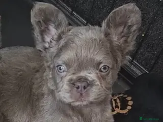 French Bulldog dogs Last boy! KC FRENCH BULLDOG PUP - Advert 18