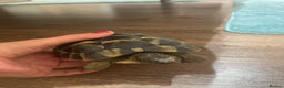 Hermann Tortoise reptiles for sale: Herman tortoise  - Advert 3