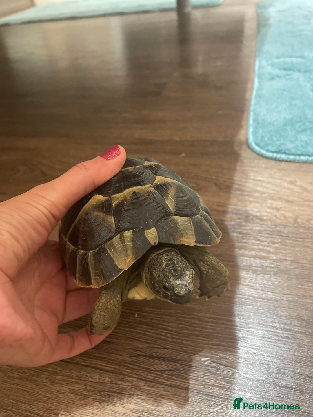 Hermann Tortoise reptiles for sale: Herman tortoise  - Advert 3