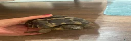 Hermann Tortoise reptiles for sale: Herman tortoise  - Advert 3