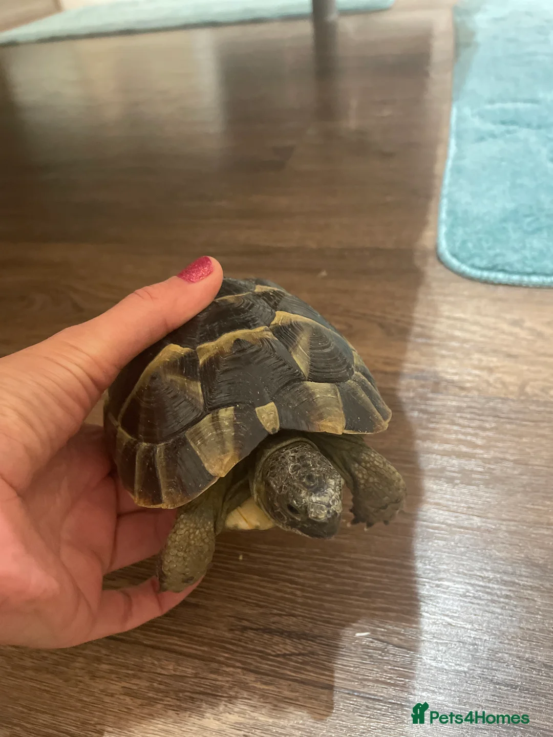 Hermann Tortoise reptiles for sale: Herman tortoise  - Advert 3