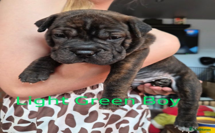 Mixed Breed dogs - Advert 7