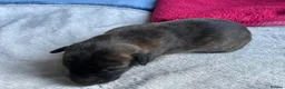 Lurcher dogs for sale: Bedlington/whippet lurcher puppies  - Advert 10