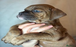 Olde English Bulldogge dogs for sale: 8 week old Olde English Bulldogges  - Advert 18